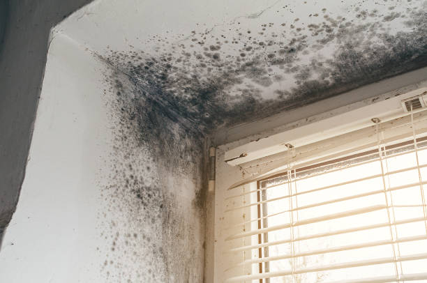 Affordable Basement Mold Removal solutions in Warrenton, GA