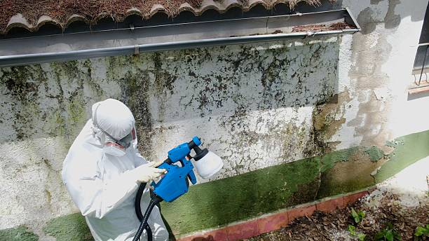 Top rated local Basement Mold Removal specialists in Warrenton, GA